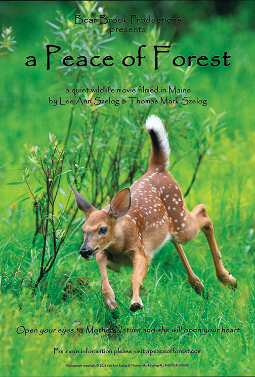 a Peace of Forest – Filmed and Produced in Maine